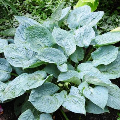 Hosta 'Silver Bay' Hosta 'Silver Bay'